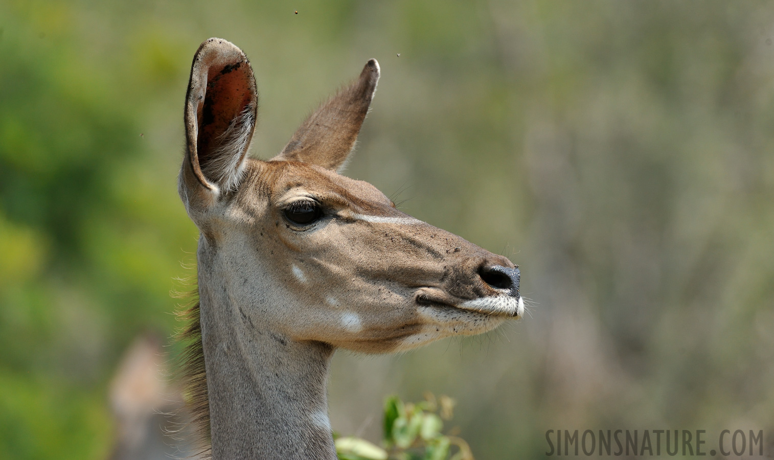 Strepsiceros zambesiensis [550 mm, 1/1250 sec at f / 8.0, ISO 1000]